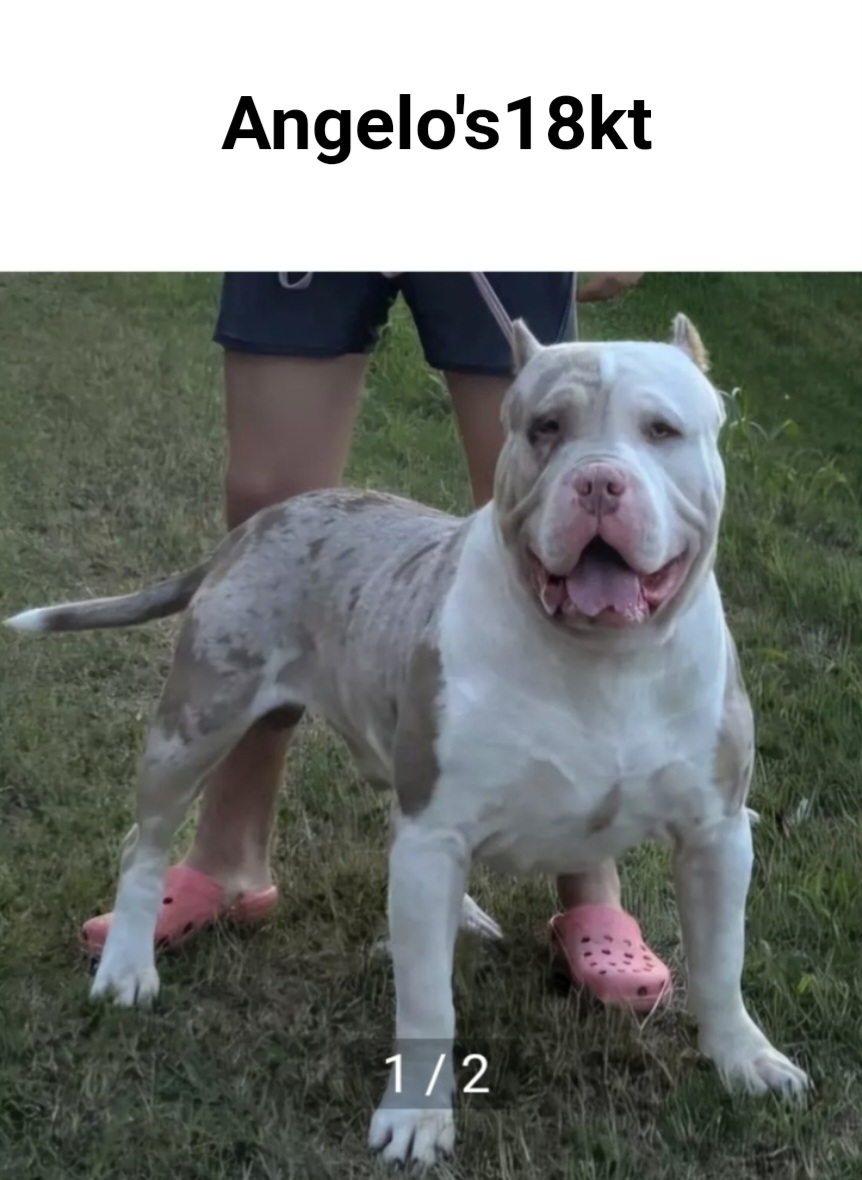 Dog Featured Image