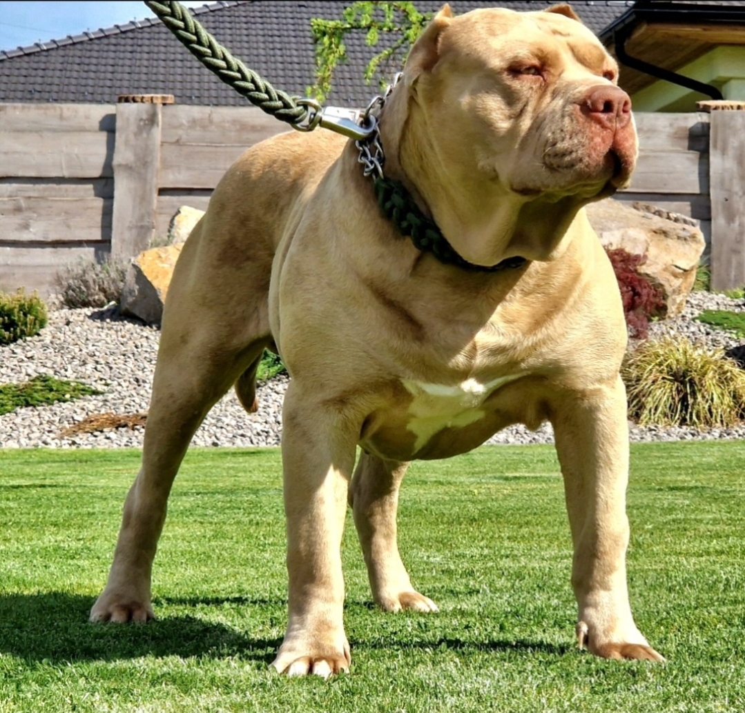 Dog Featured Image