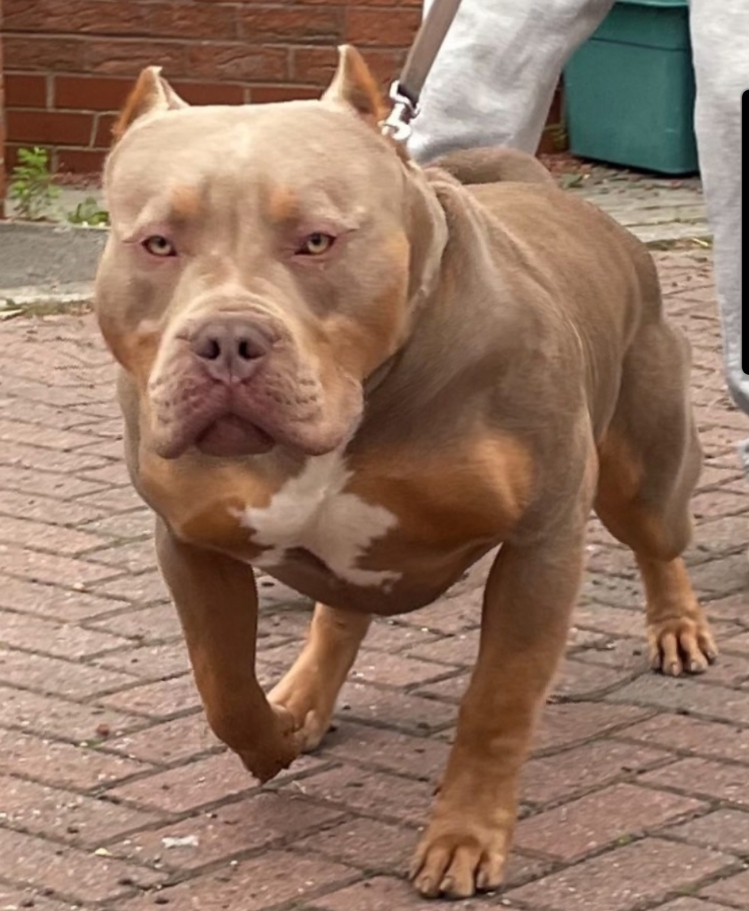 Dog Featured Image