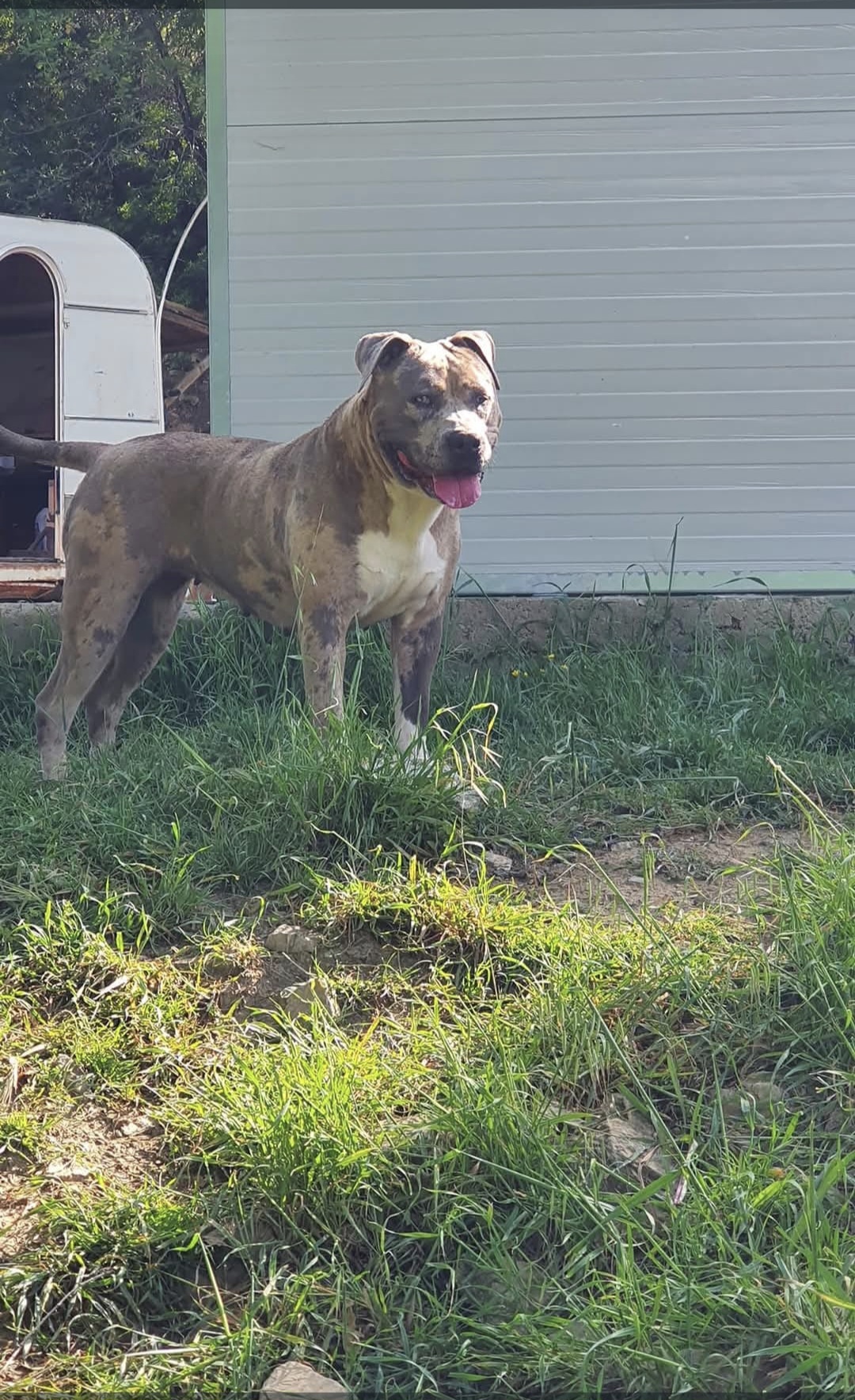 Dog Featured Image