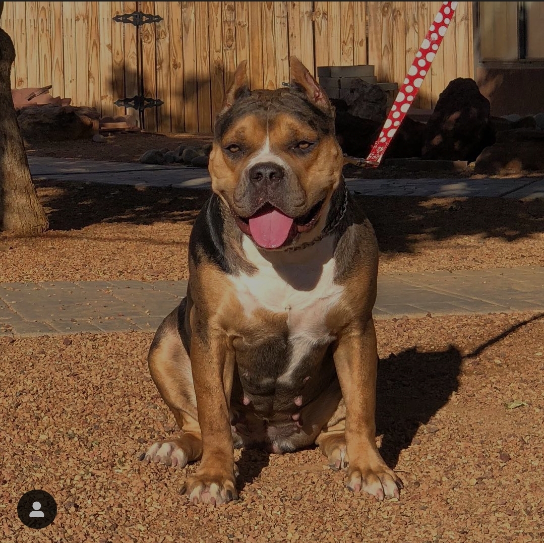 Dog Featured Image