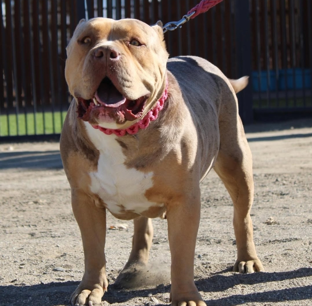 Dog Featured Image