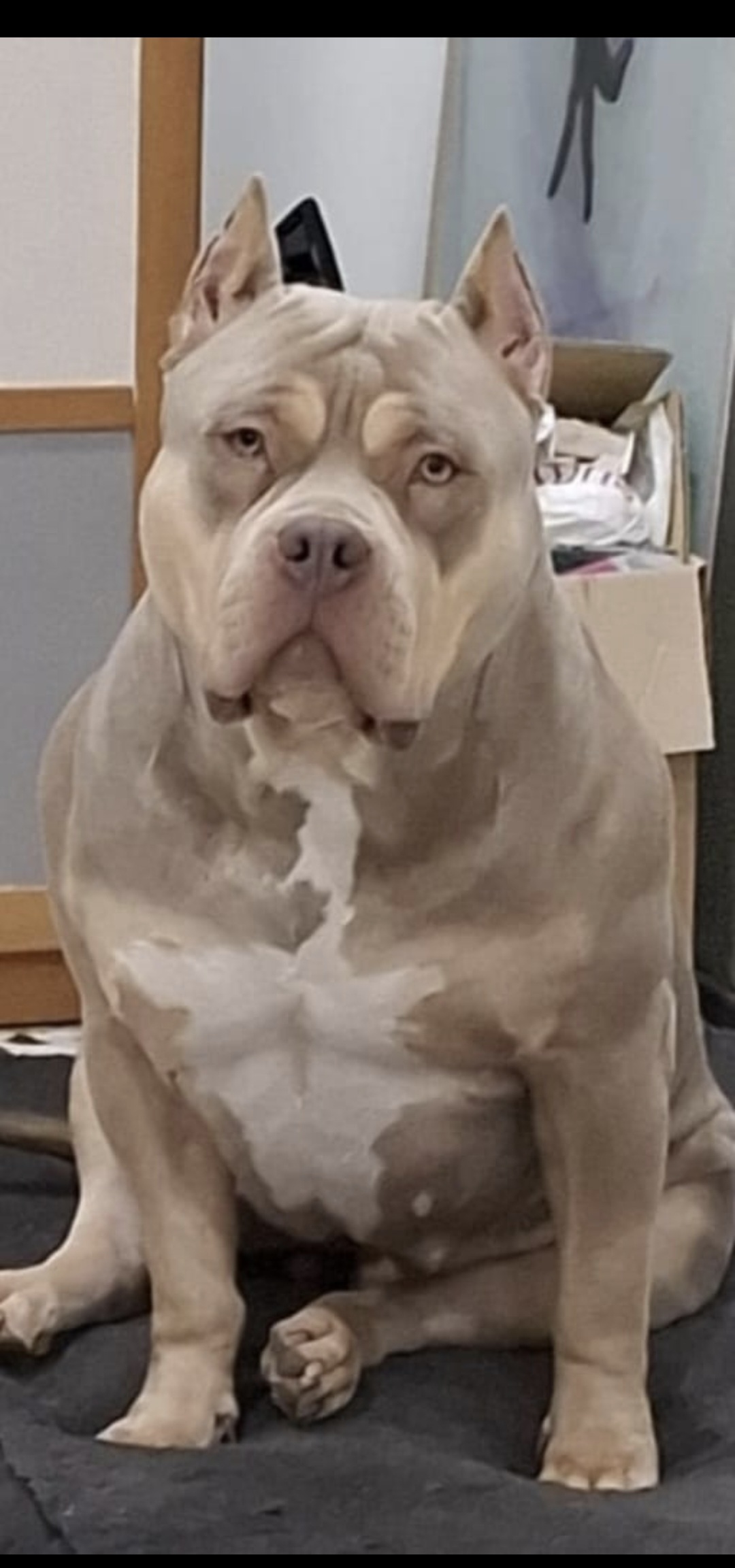 Dog Featured Image