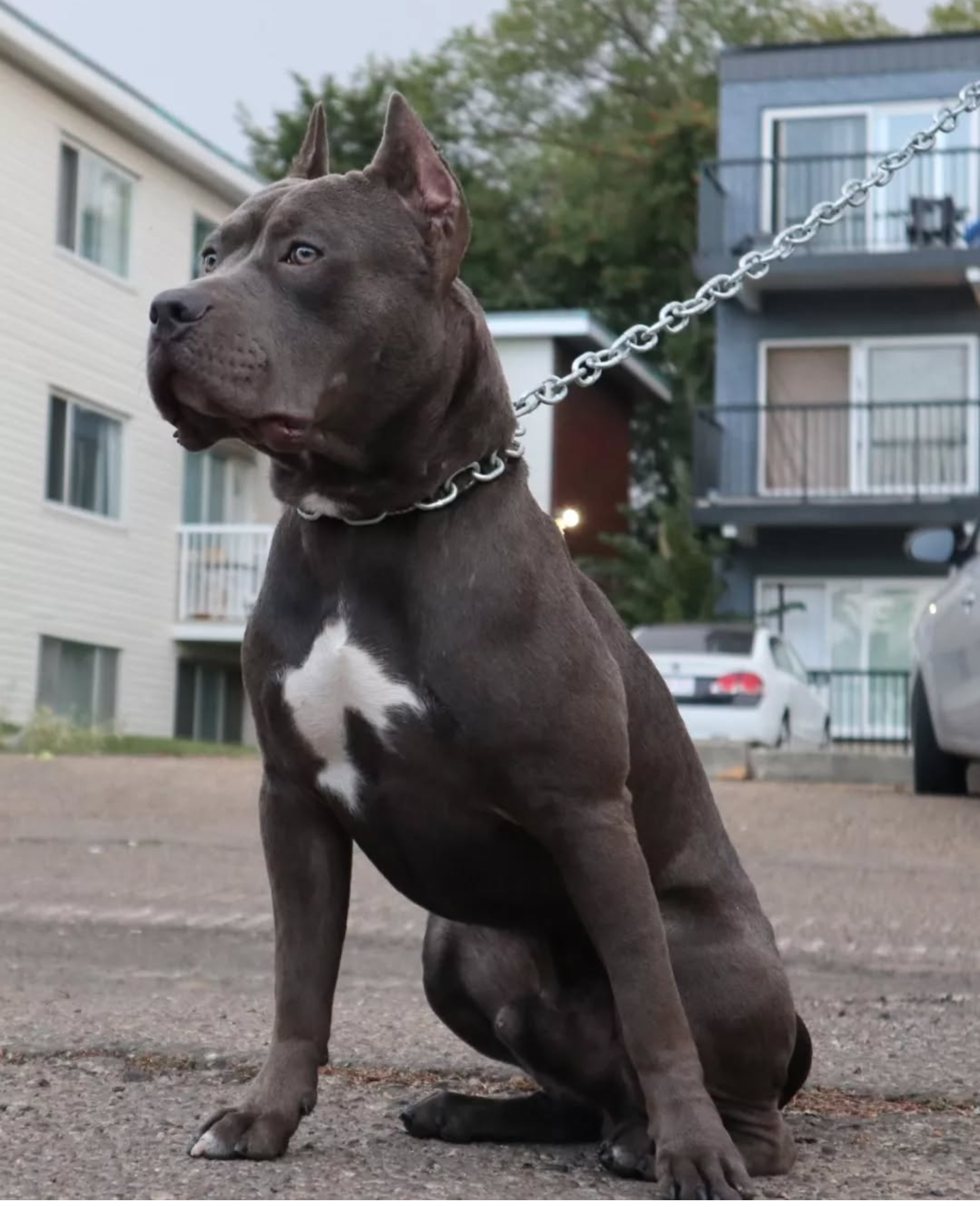 Dog Featured Image