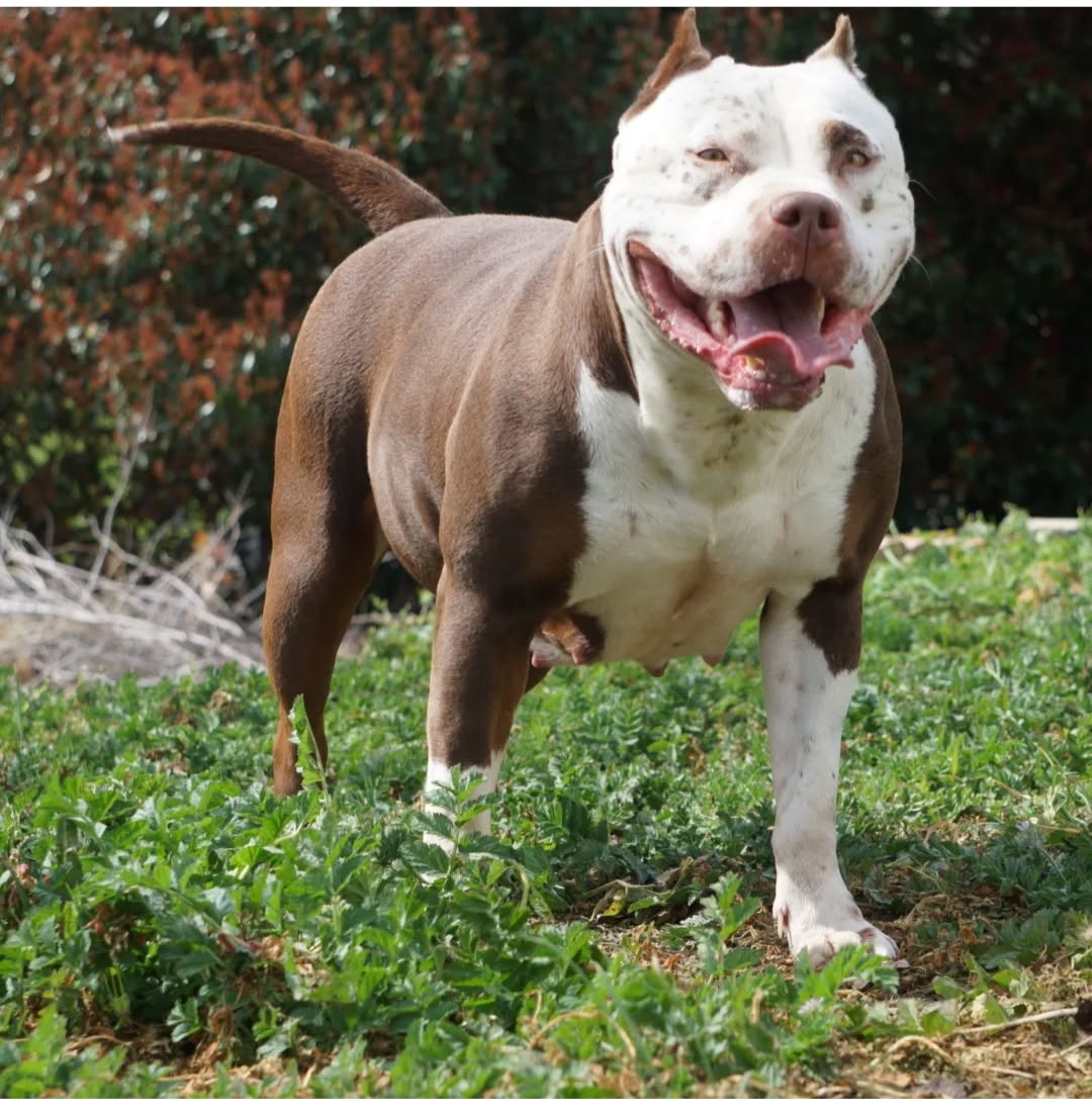 Dog Featured Image