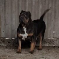 Dog Featured Image