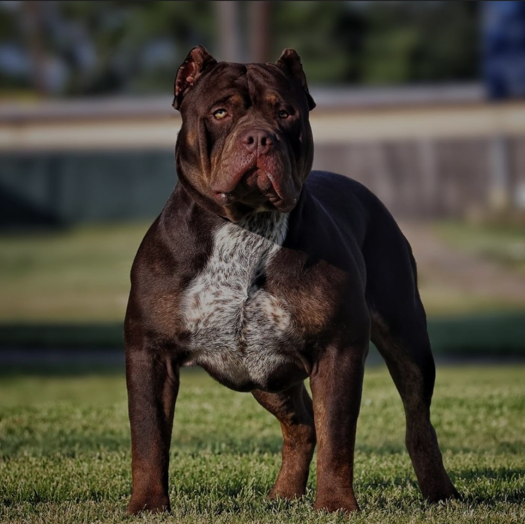 Dog Featured Image