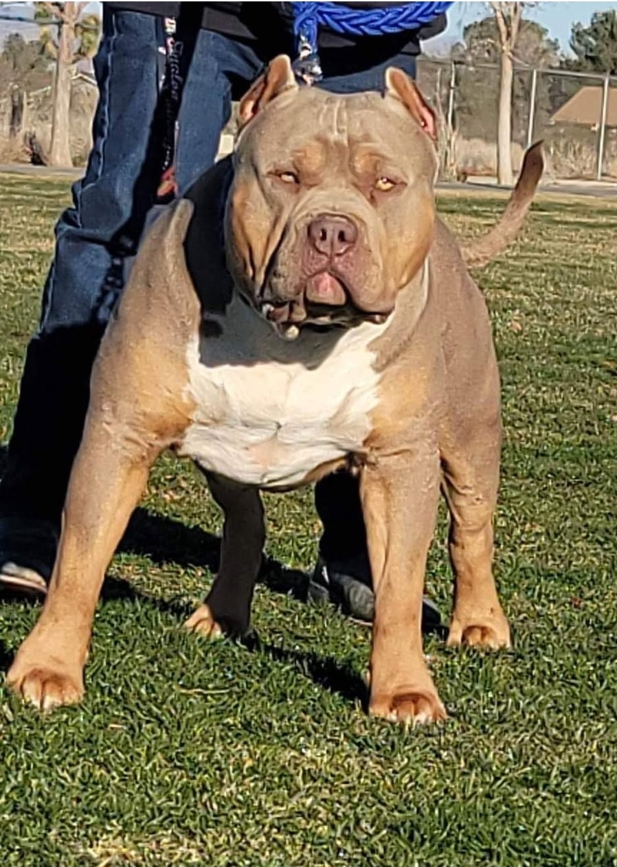 Dog Featured Image