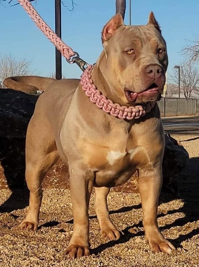 Dog Featured Image