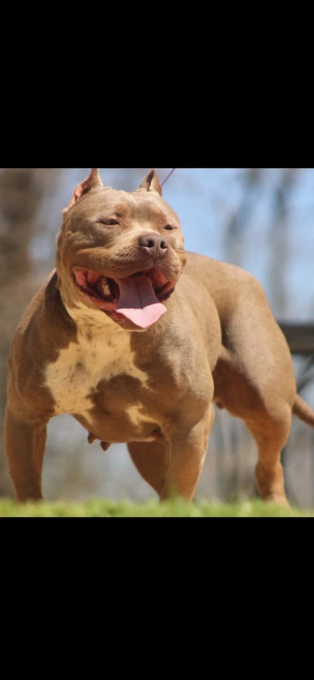 Dog Featured Image