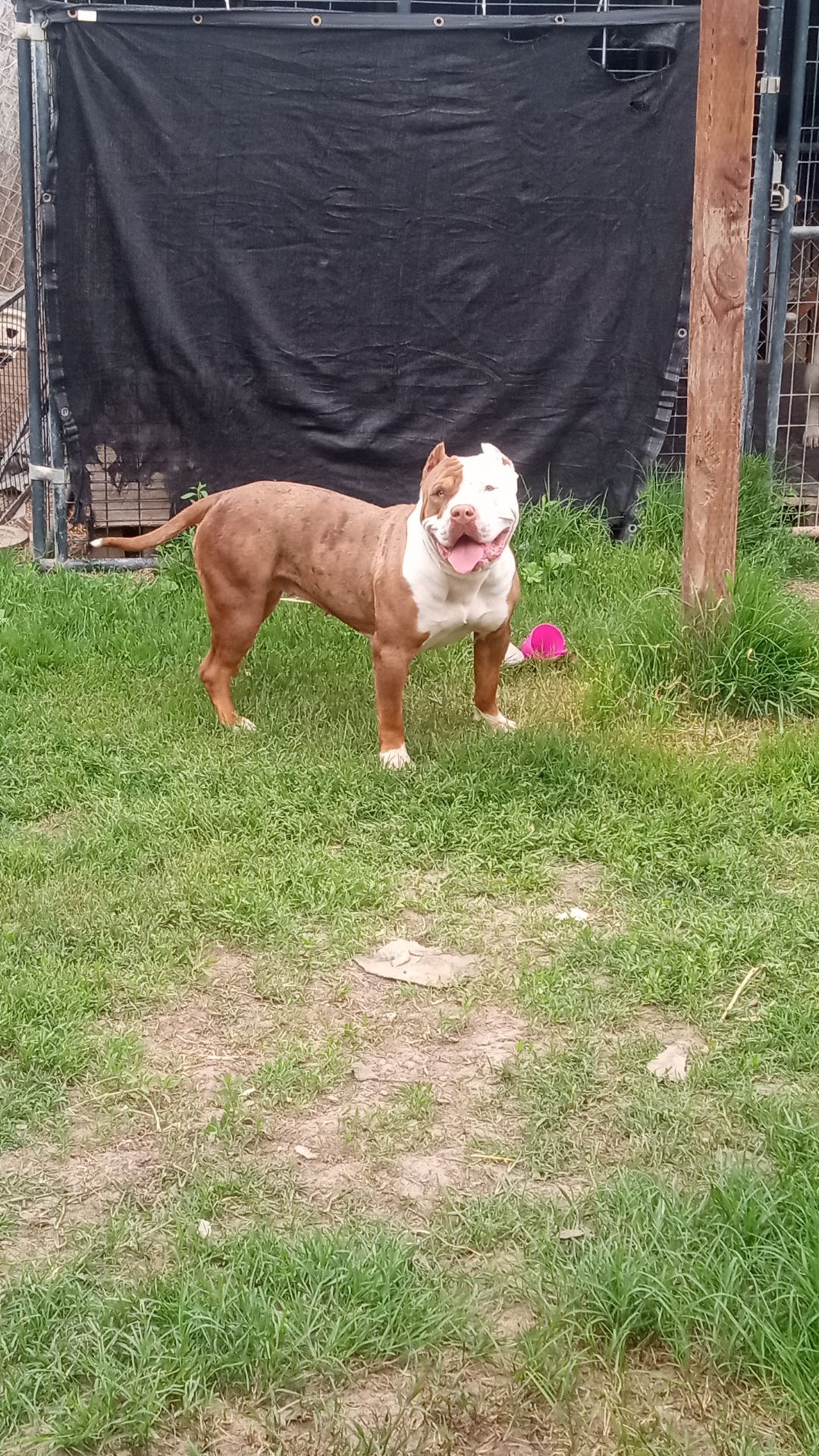 Dog Featured Image