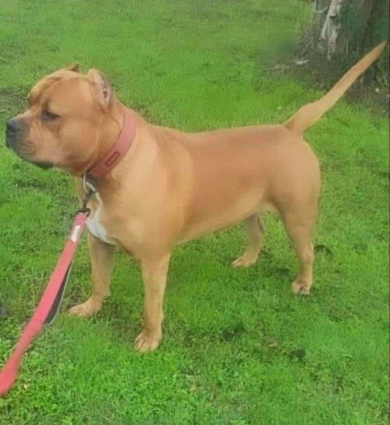 Dog Featured Image