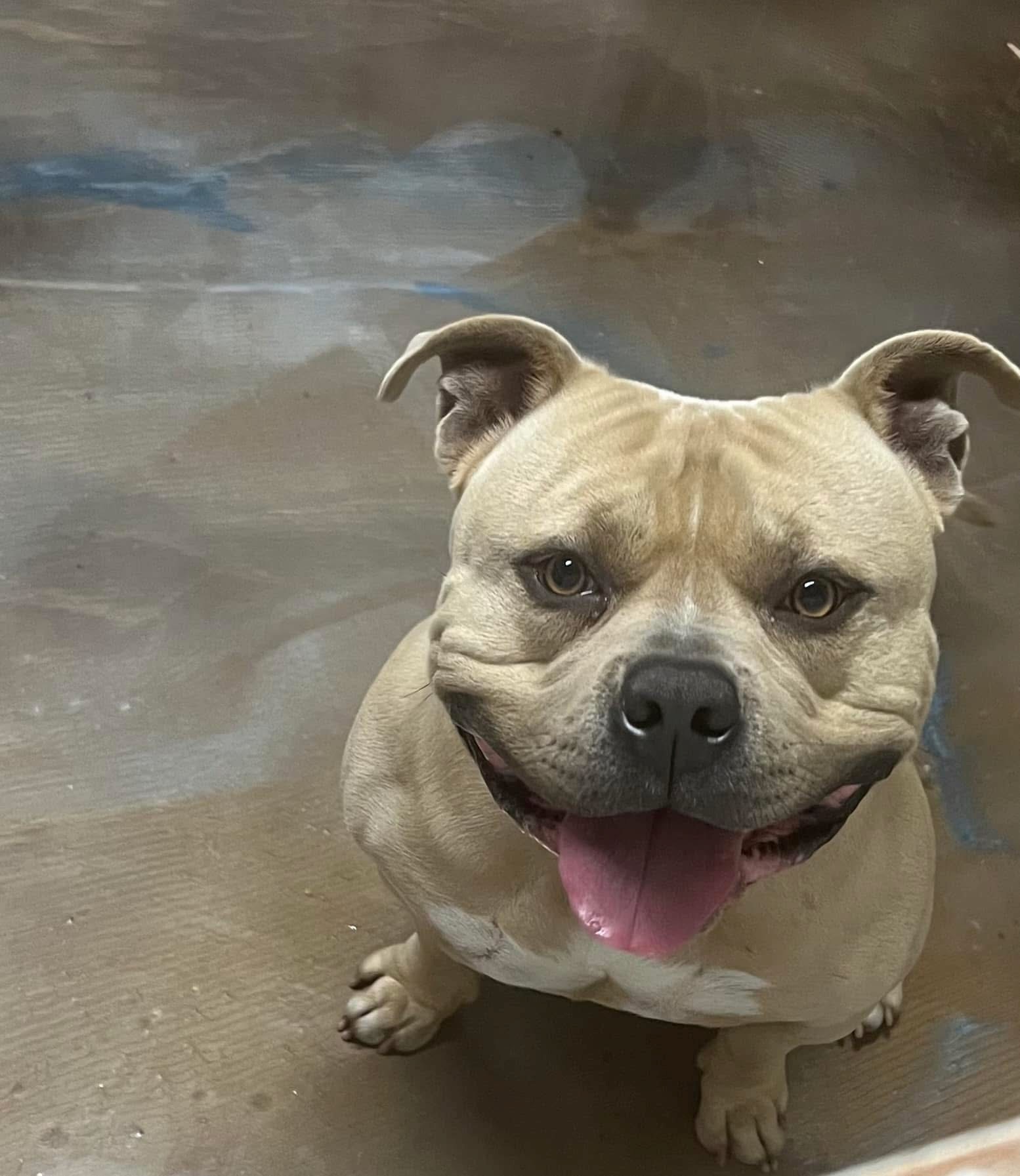 Dog Featured Image