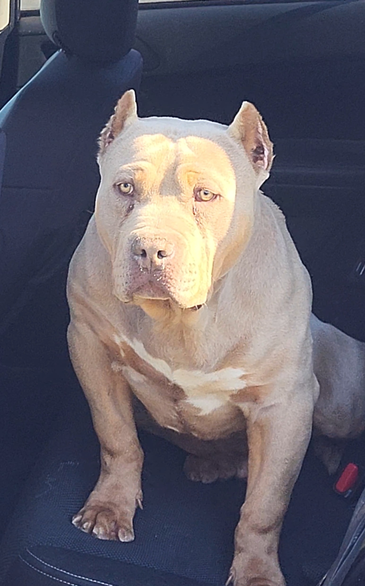 Dog Featured Image