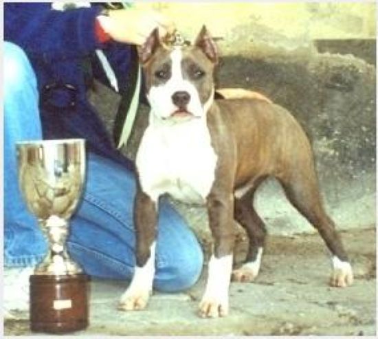 Dog Featured Image