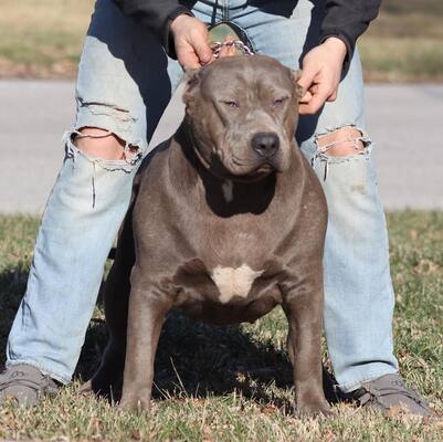 Dog Featured Image