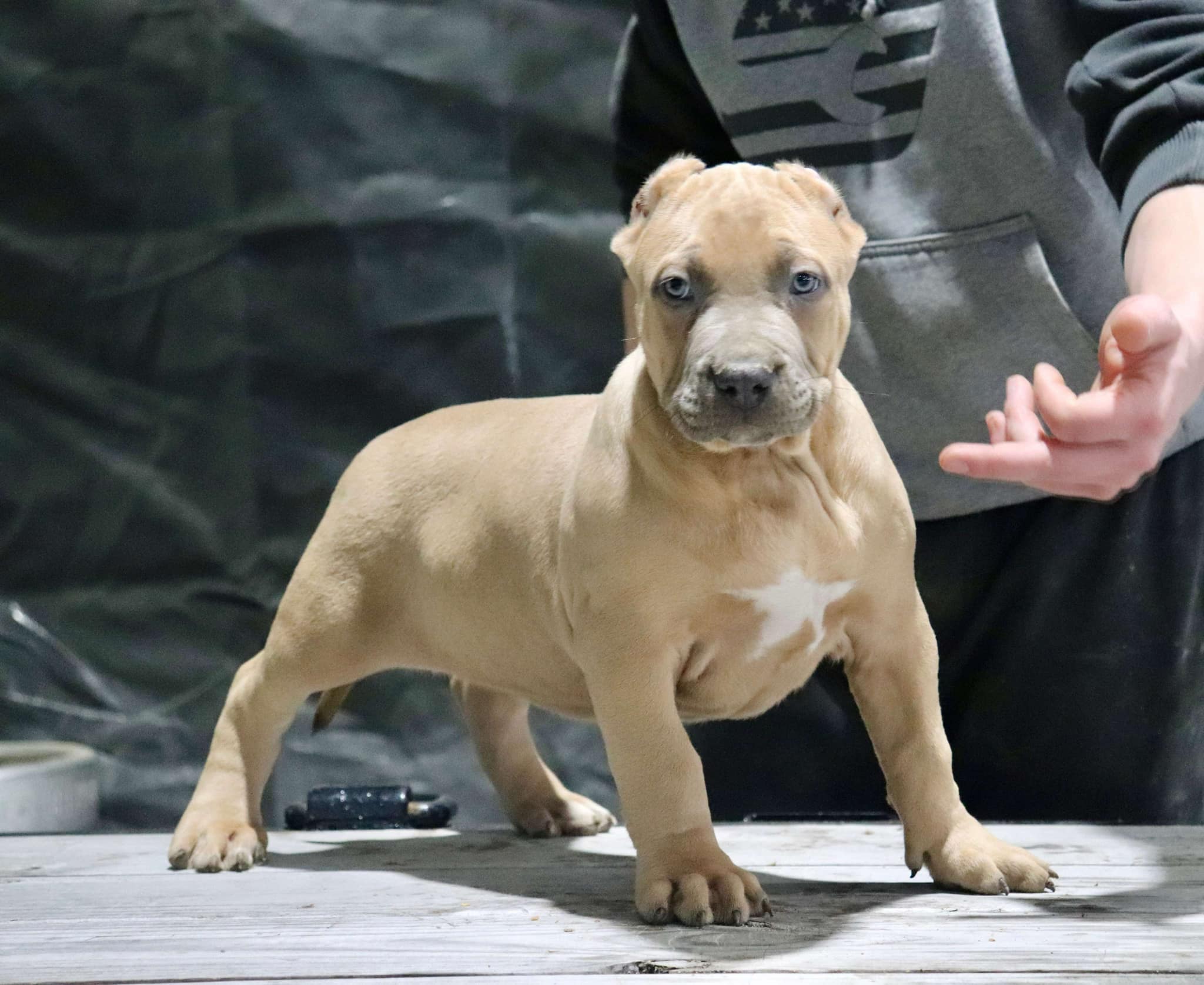 Dog Featured Image
