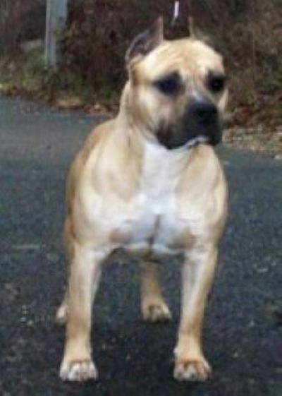 Dog Featured Image
