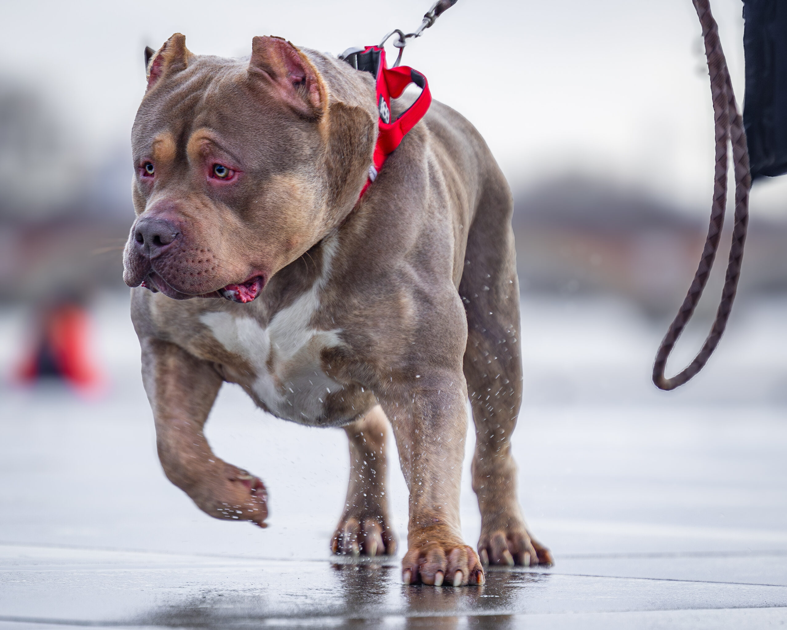Dog Featured Image