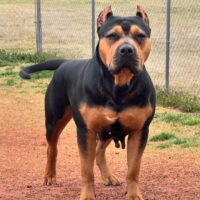 Dog Featured Image