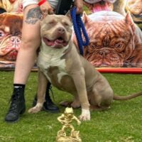 Dog Featured Image