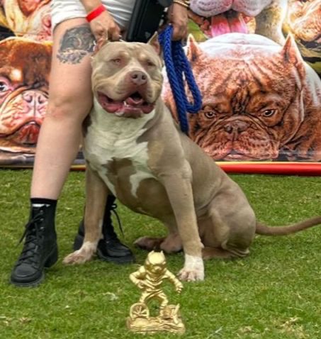 Dog Featured Image
