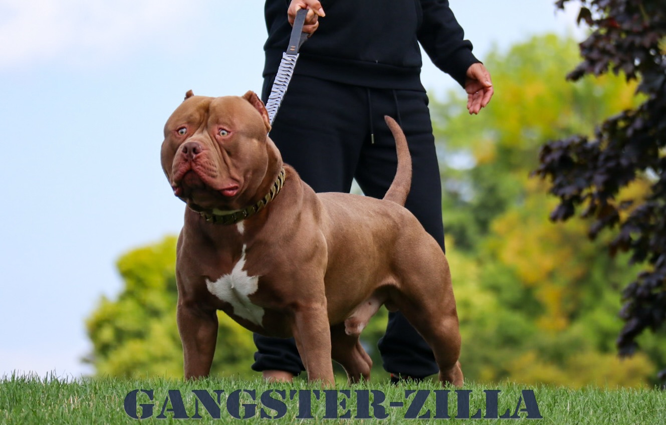 Dog Featured Image