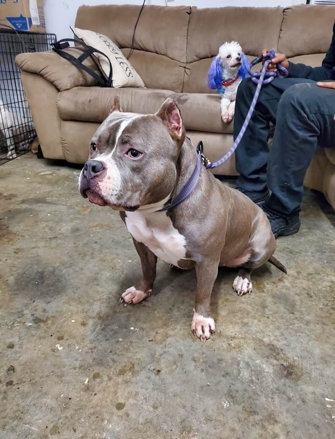Dog Featured Image