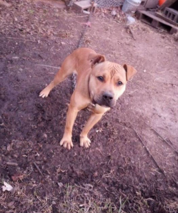 Dog Featured Image