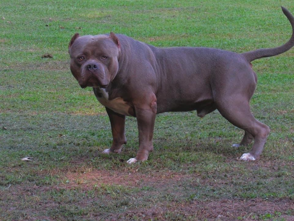 Dog Featured Image