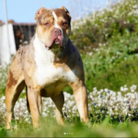 Dog Featured Image