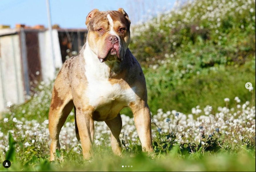 Dog Featured Image