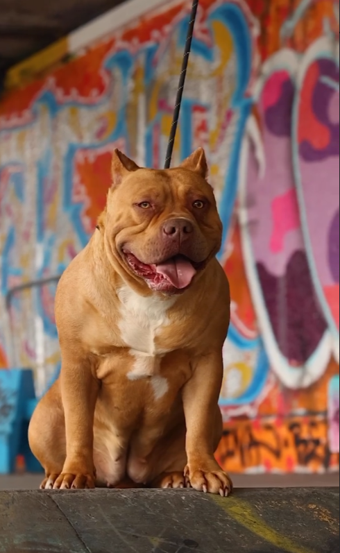 Dog Featured Image