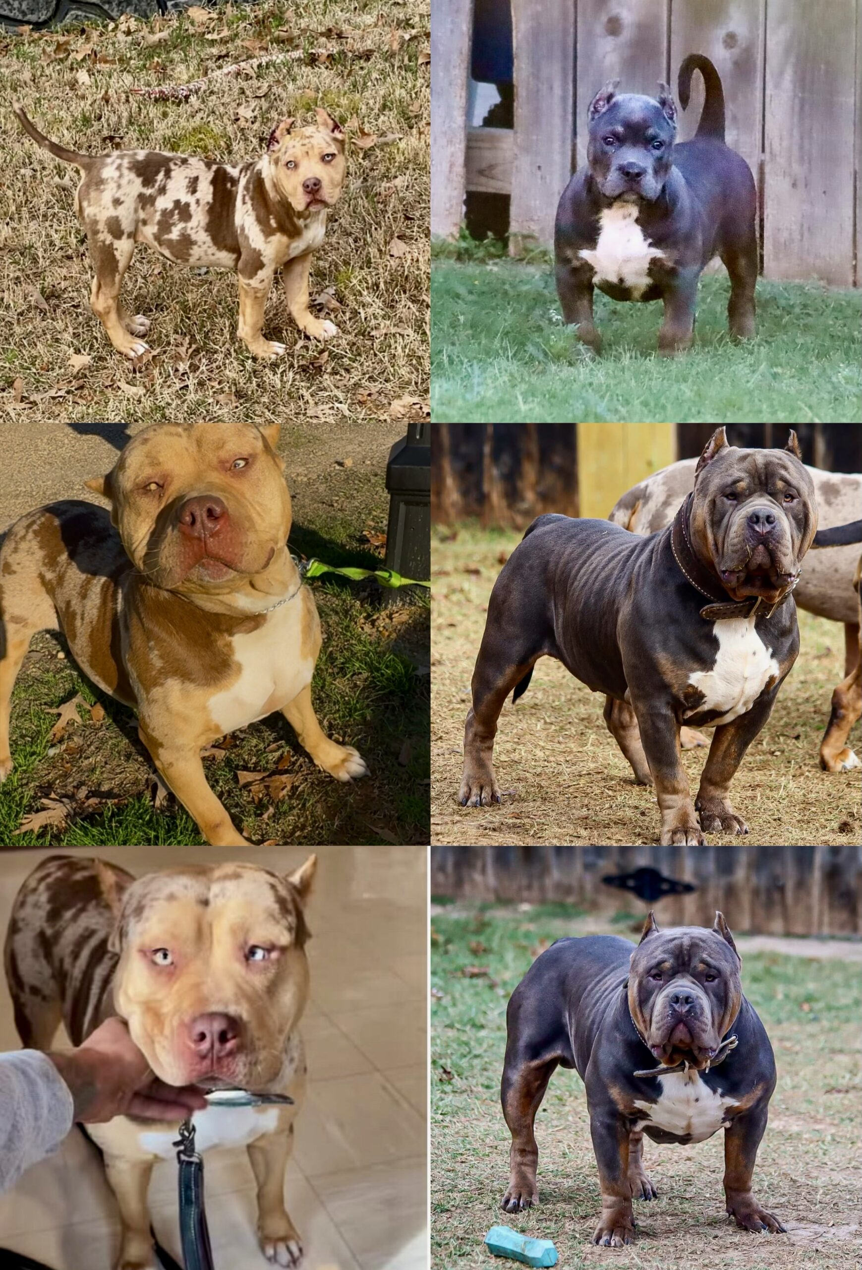 Dog Featured Image