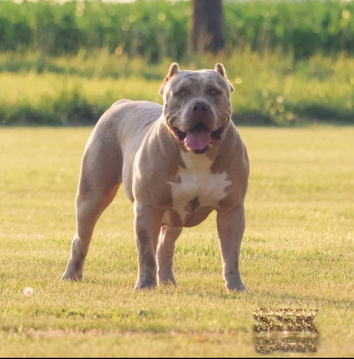 Dog Featured Image