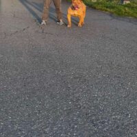 Trouble of Buchanan Bullies