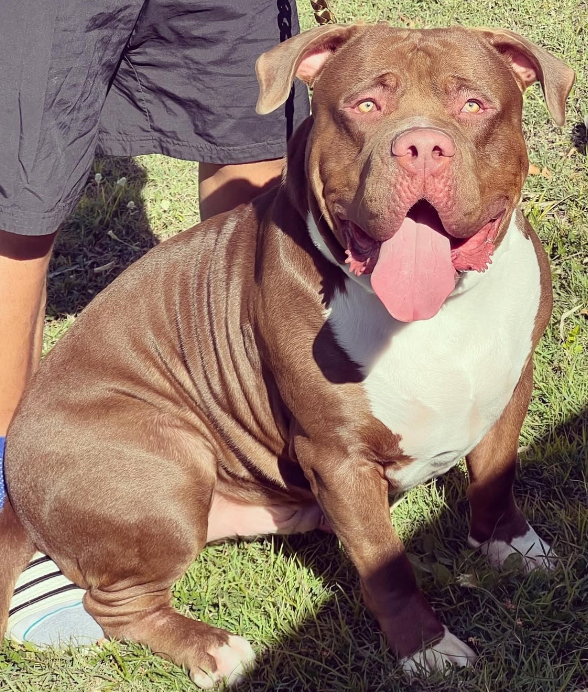 Dog Featured Image