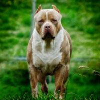 Big Mommas Simba