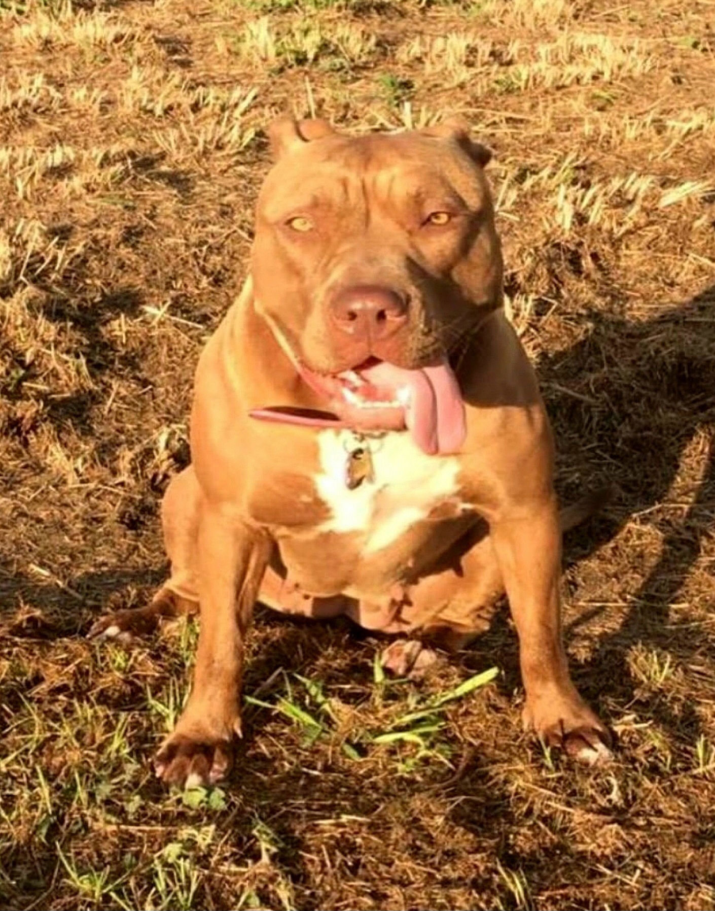 Dog Featured Image