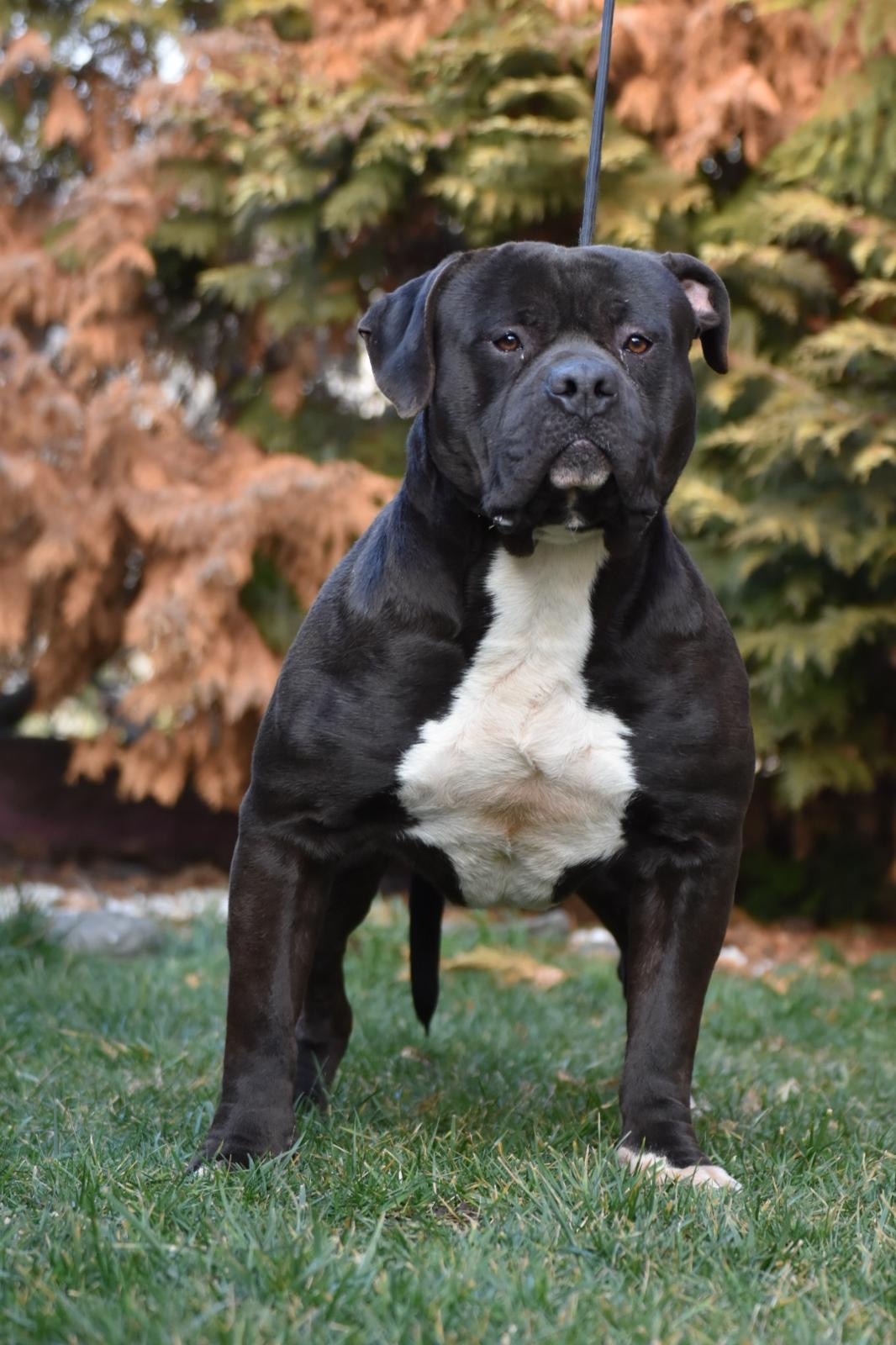 Dog Featured Image