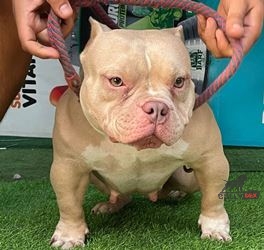 Dog Featured Image