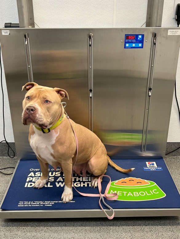 Dog Featured Image