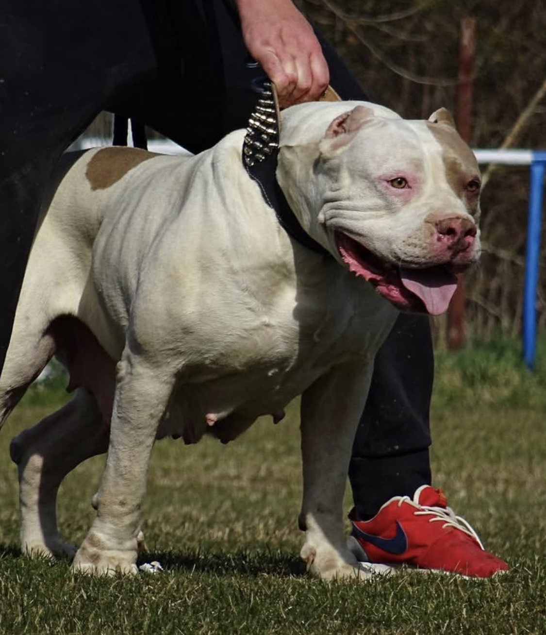 Dog Featured Image
