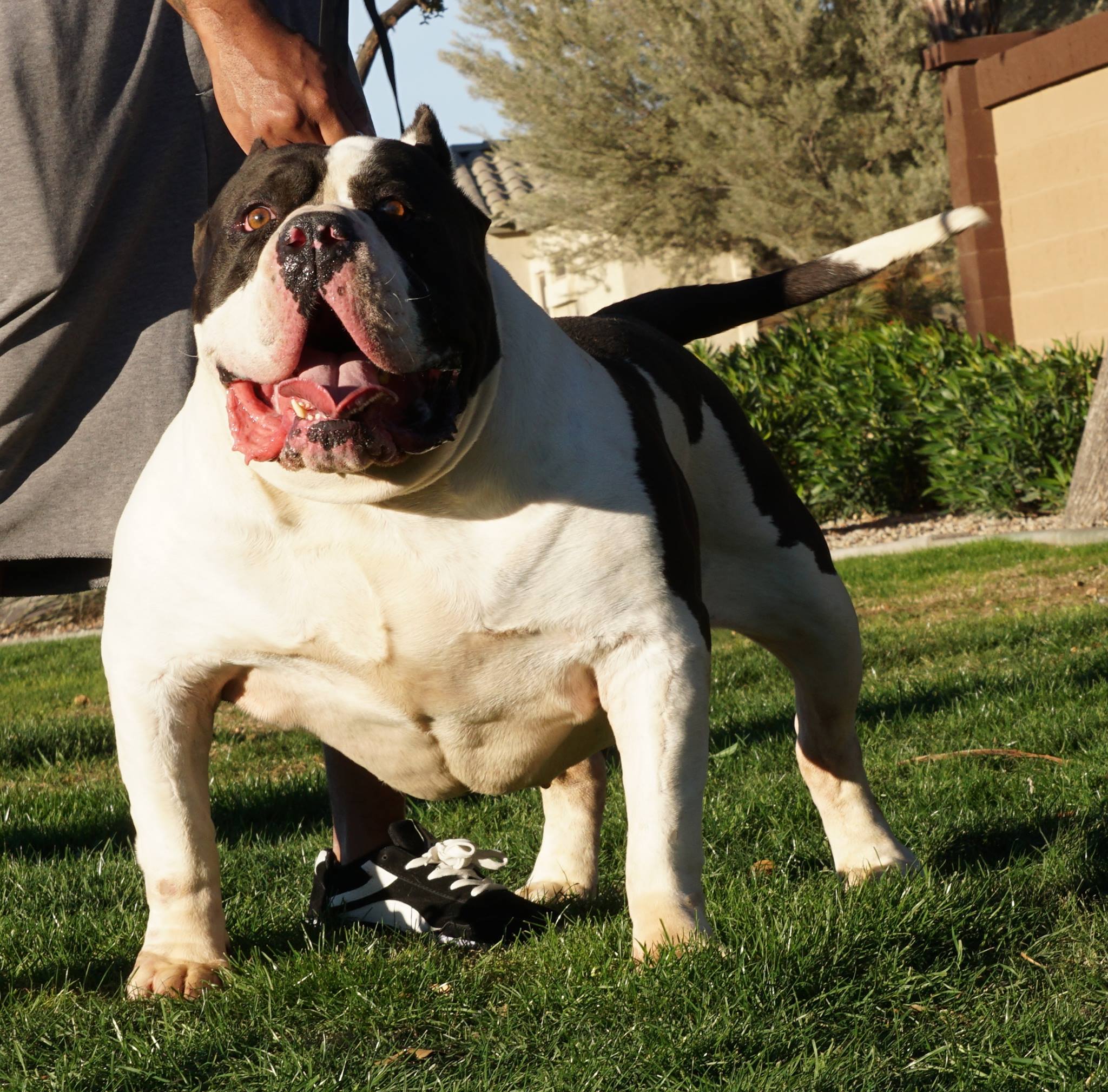 Dog Featured Image
