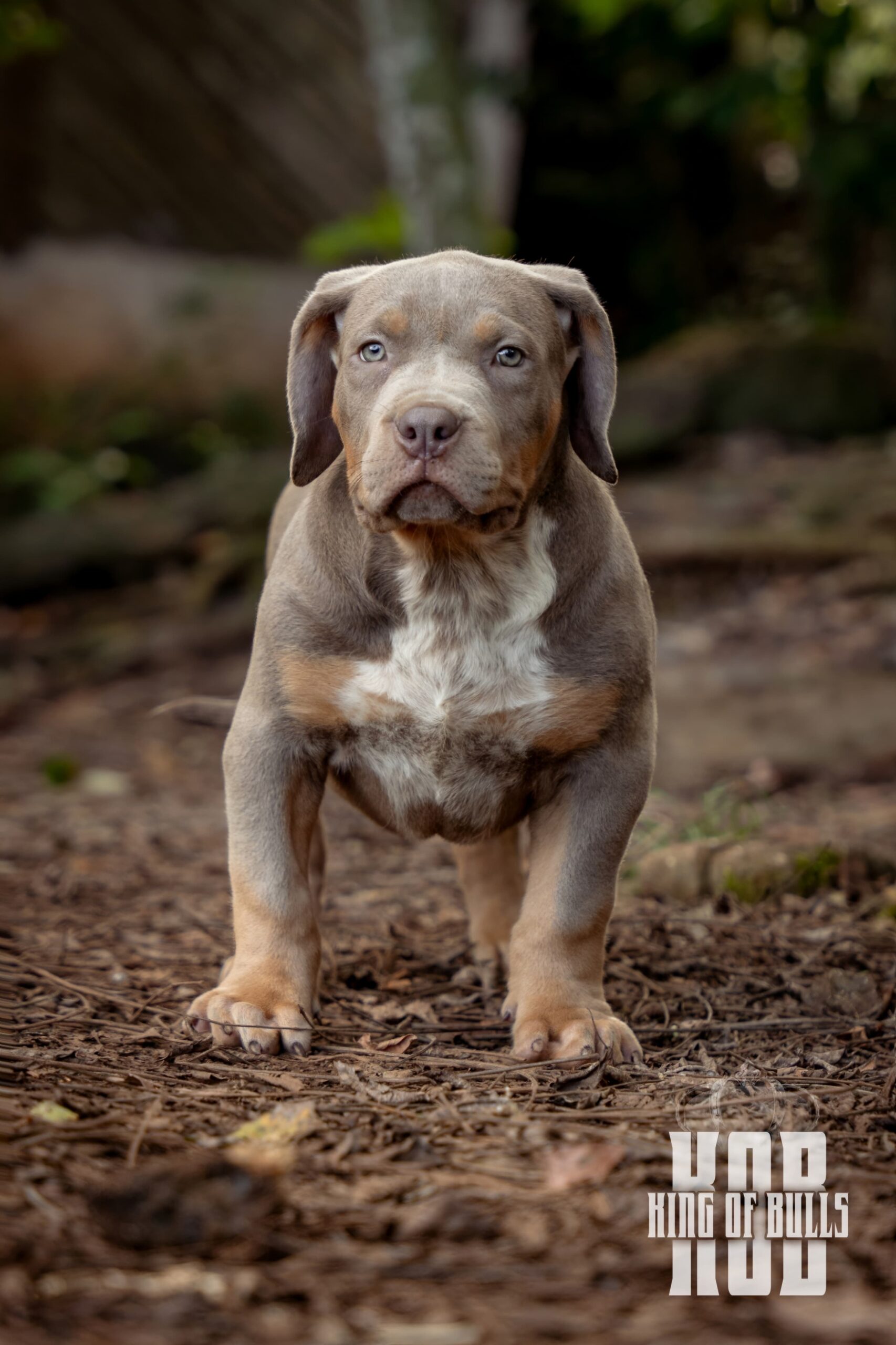 Dog Featured Image