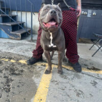 Xlbullymafia Canelo