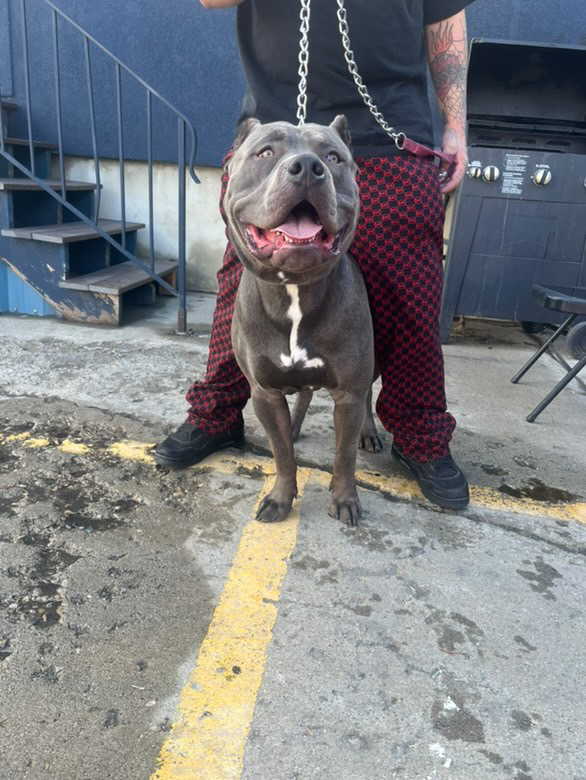 Dog Featured Image