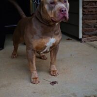 Rylo Of TopSoufDogz