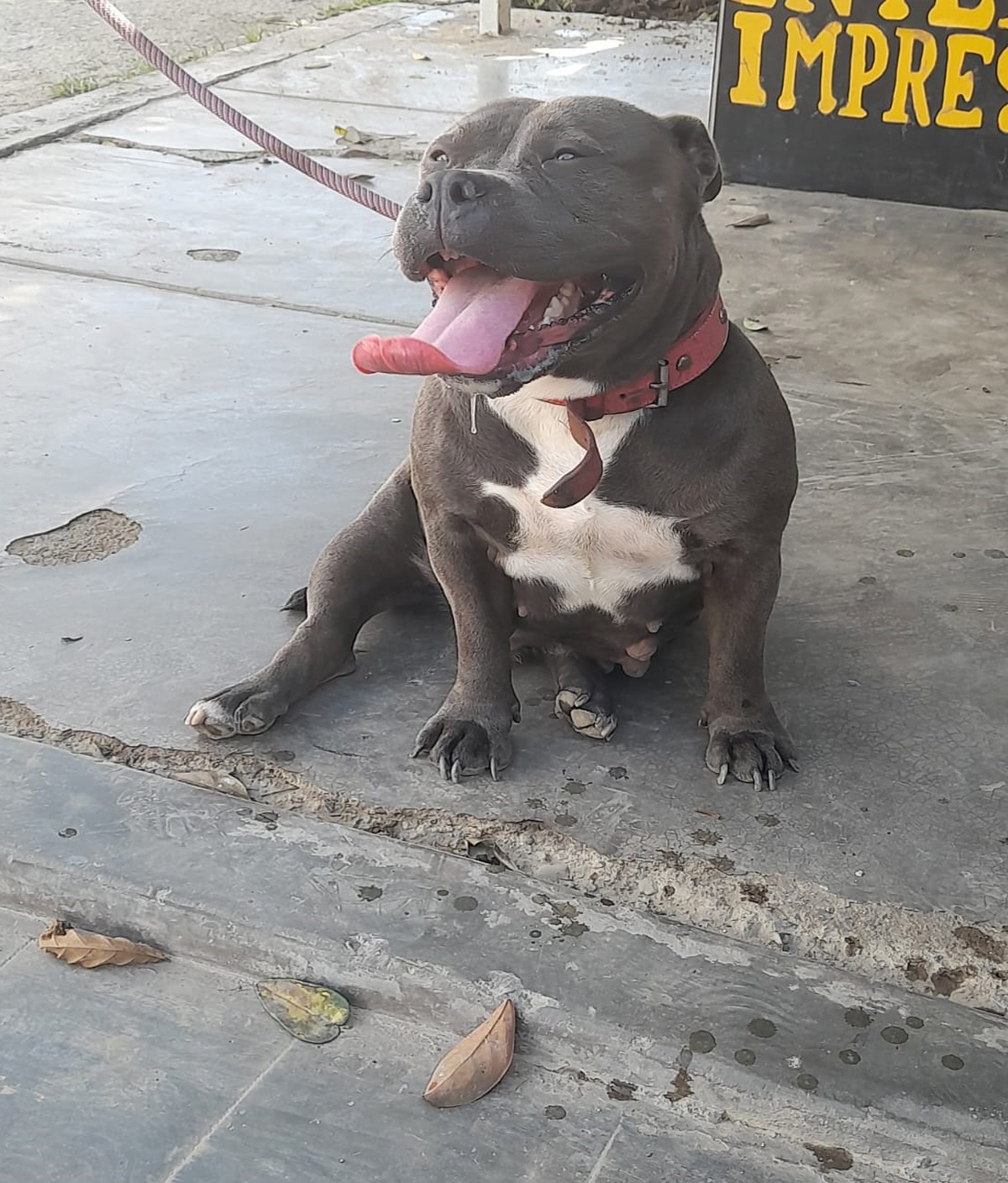 Dog Featured Image