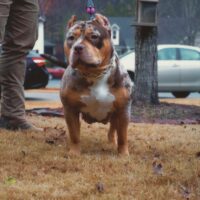Dog Featured Image